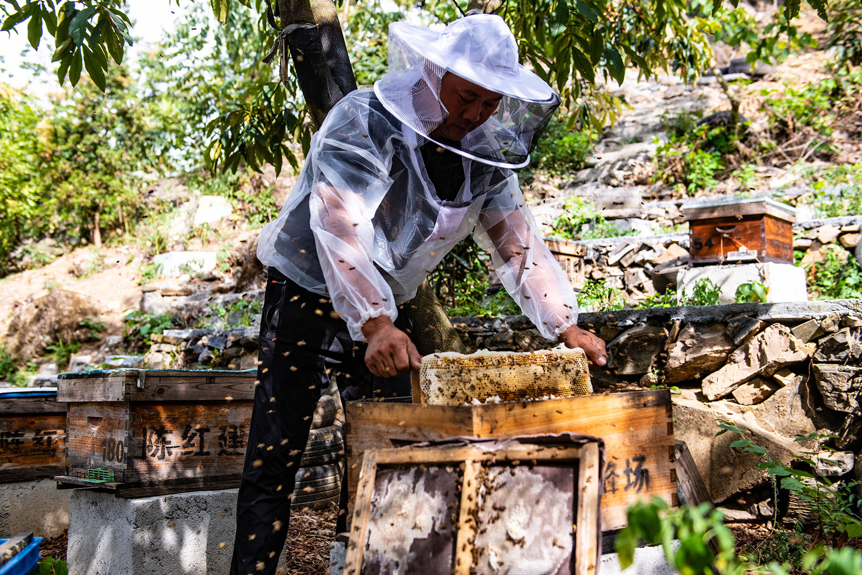 养蜂人在养蜂场里处理蜜蜂和蜂箱。蜂箱的框架照片摄影图片_ID:169465174-Veer图库